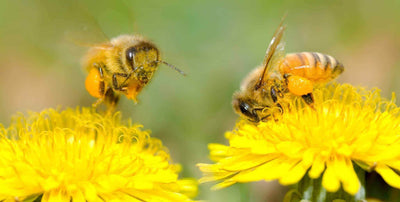 Attracting Butterflies & Bees: Creating a Pollinator-Friendly Garden