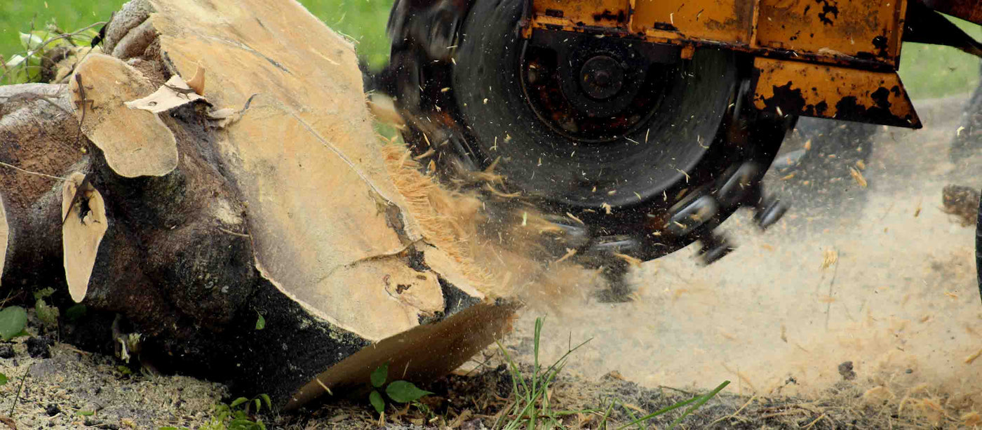 Expert Stump Removal & Grinding in Dorset