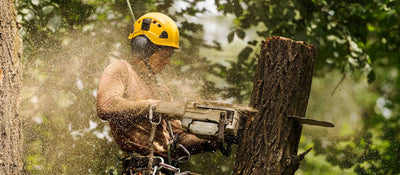 The Importance of Using a Professional Tree Surgeon