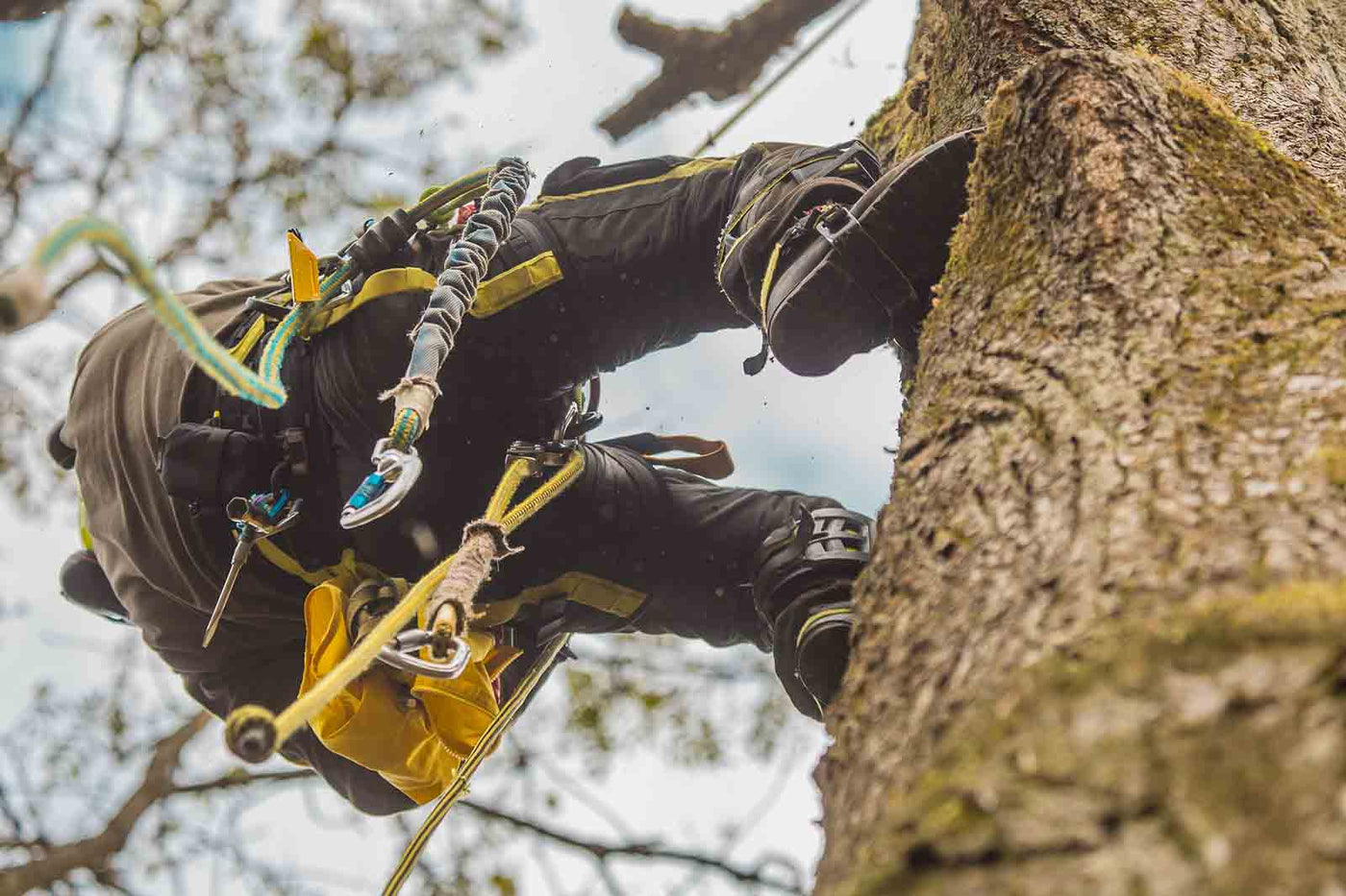 What's the Difference Between an Arborist and a Tree Surgeon?
