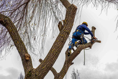 Winter Tree Trimming: Ensuring Health and Mitigating Storm Damage