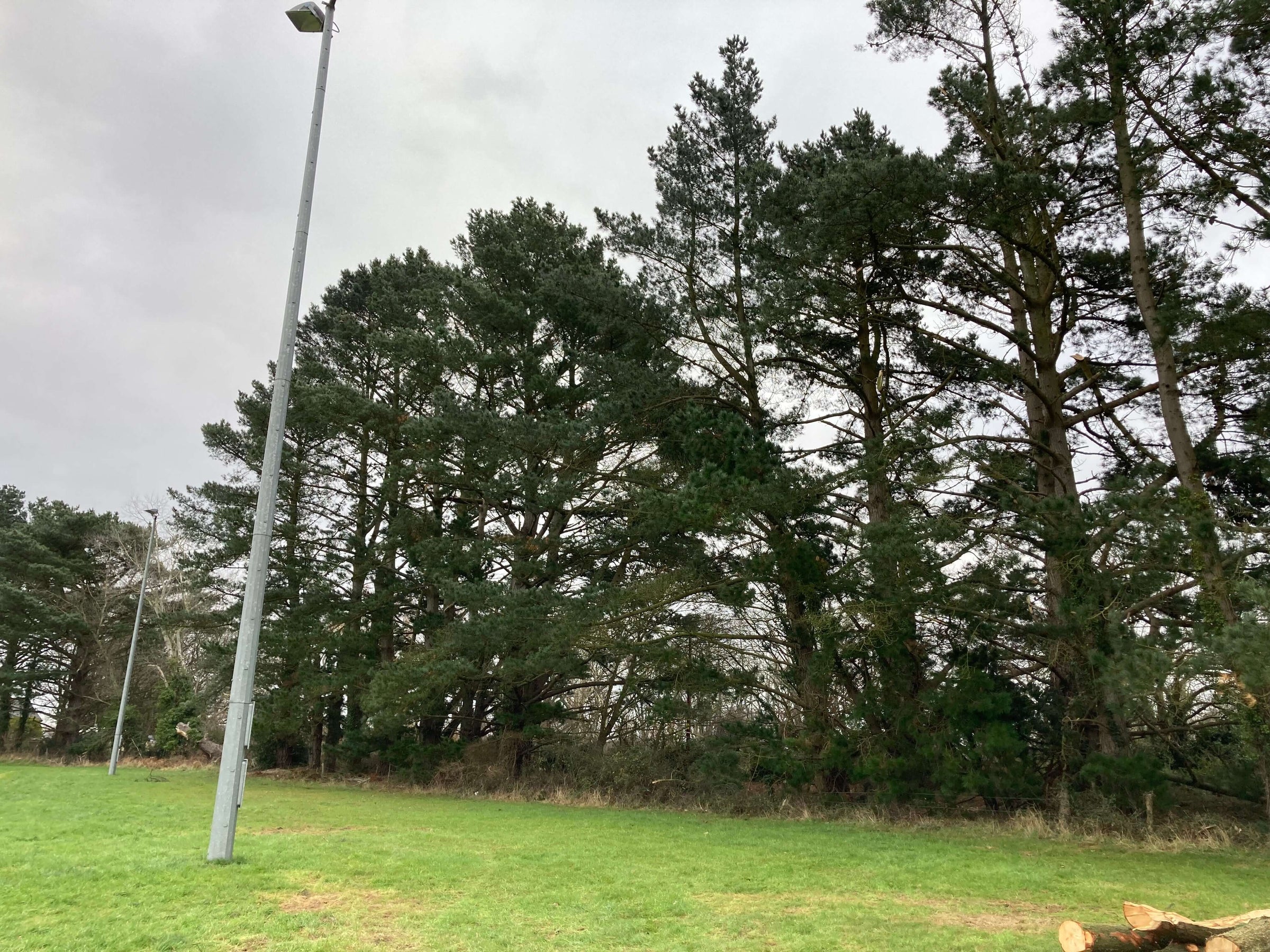 Tree Preservation Orders - TPO's - Let us help you apply