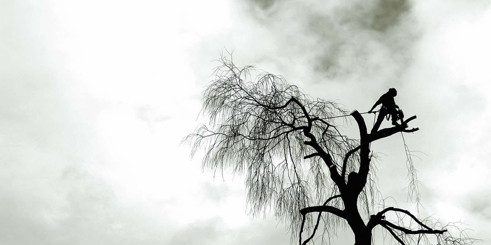 PROFESSIONAL TREE CARE SERVICES IN DORSET