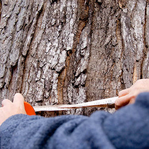 tree inspections - tree risk survey - Dorset