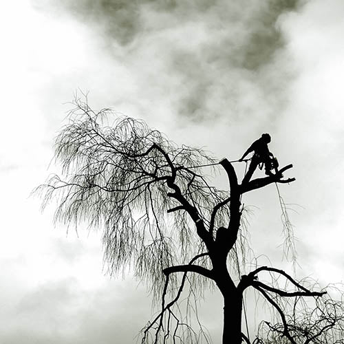 Dorsets top rated tree surgeon