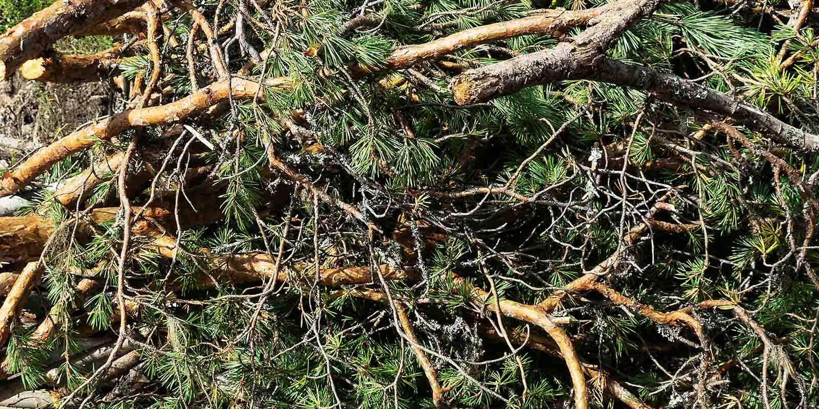 SITE CLEARANCE PURBECK DORSET