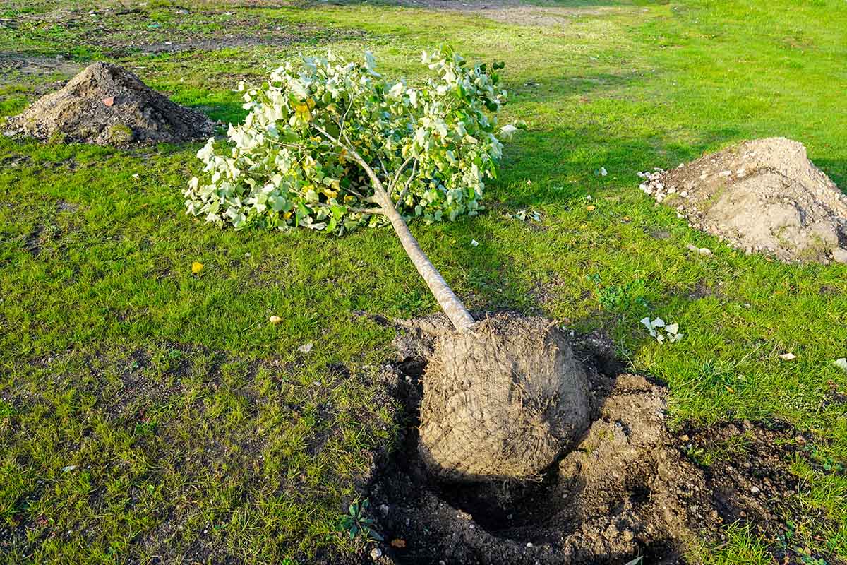 Tree planting service Dorset.jpg