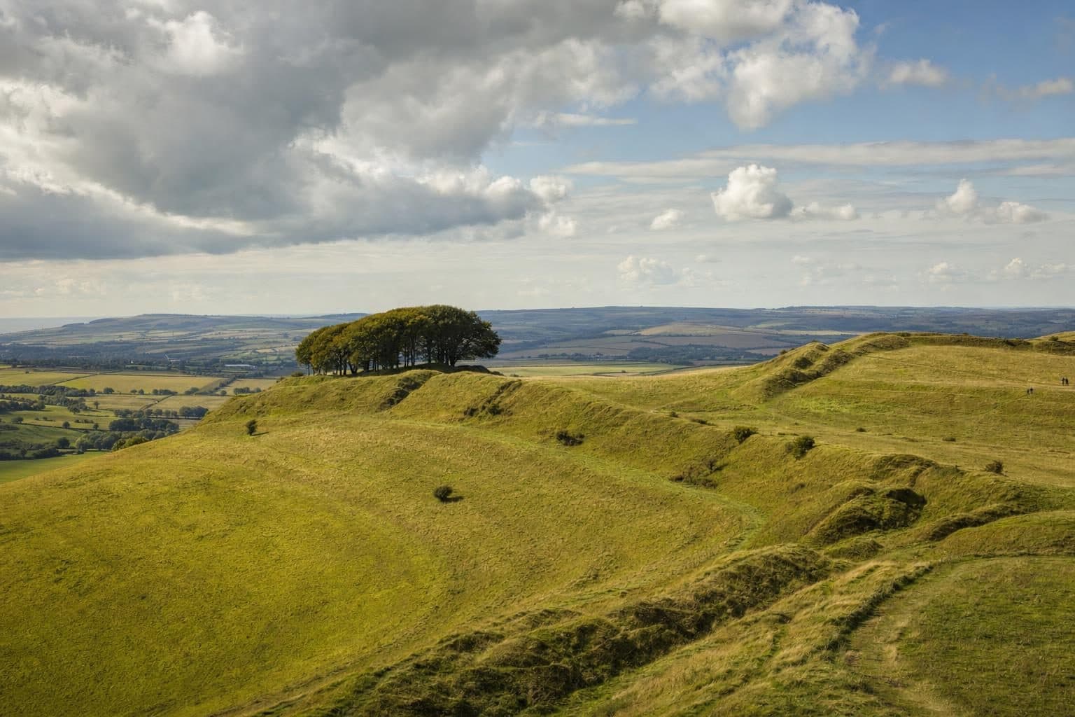 Dorchester, Dorset — tree surgery and land management by Heartwood