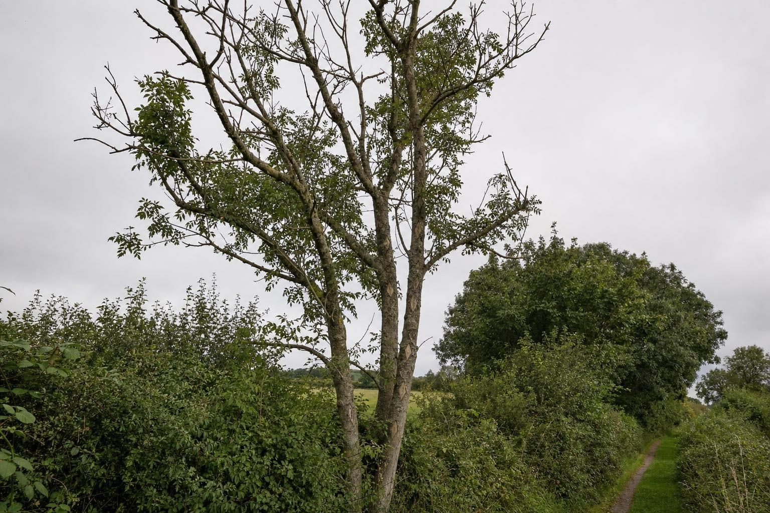 An ash tree with dieback, sparse crown and dead upper branches