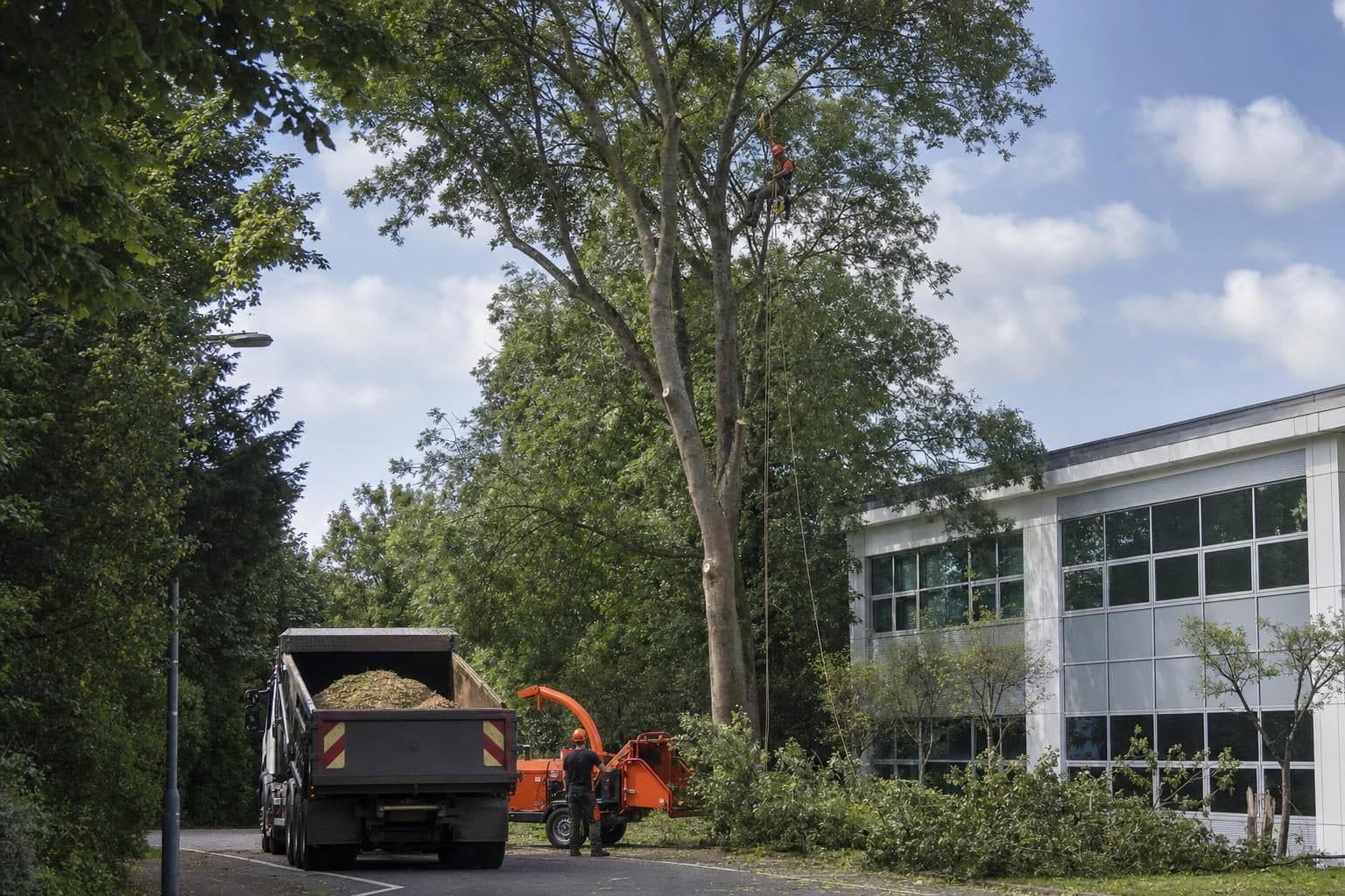 A tree crew at work with a climber aloft and a chipper below