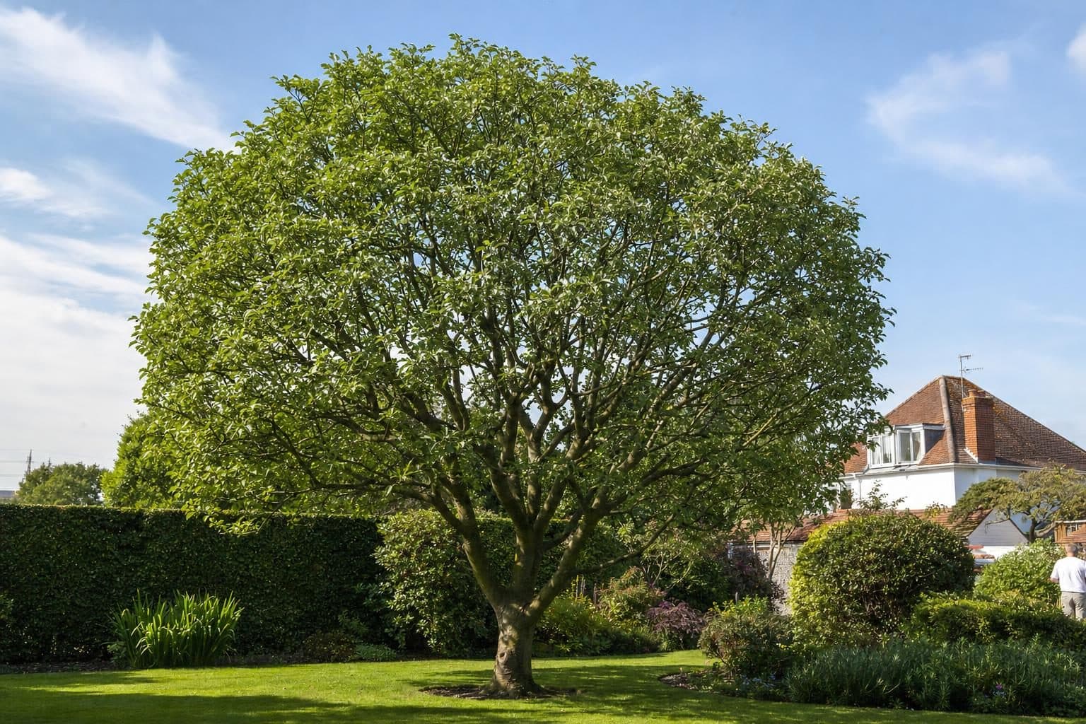A garden tree with a balanced crown after careful reduction pruning