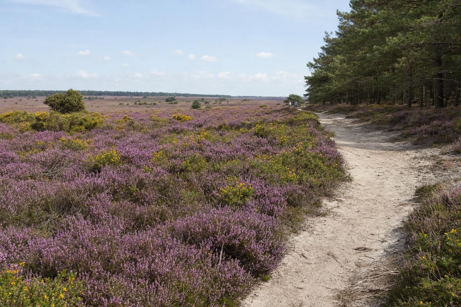 Dorset lowland heath in late summer with heather in full bloom