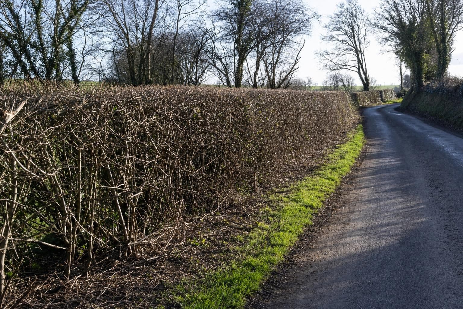 A freshly trimmed hedgerow along a Dorset lane in late winter