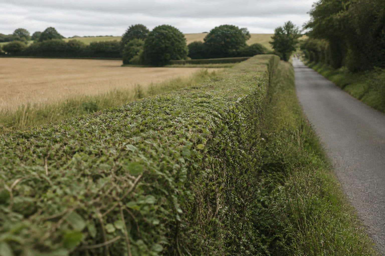 A freshly trimmed native hawthorn and hazel hedgerow beside a Dorset lane