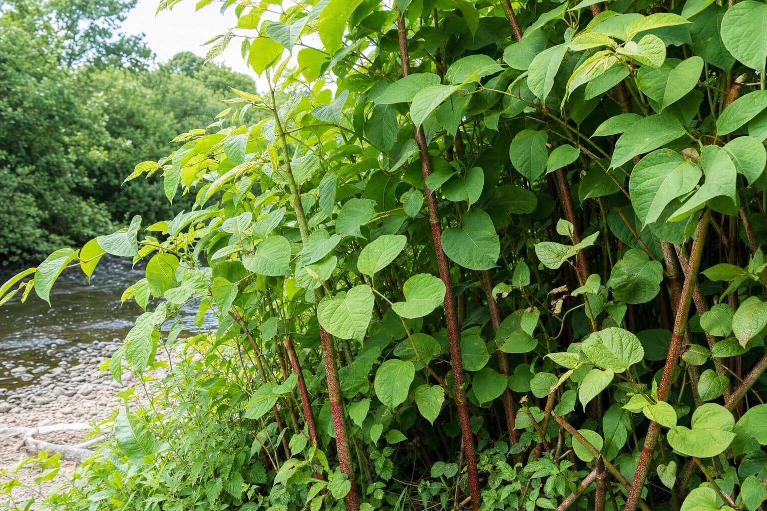 A dense stand of Japanese knotweed on a riverbank