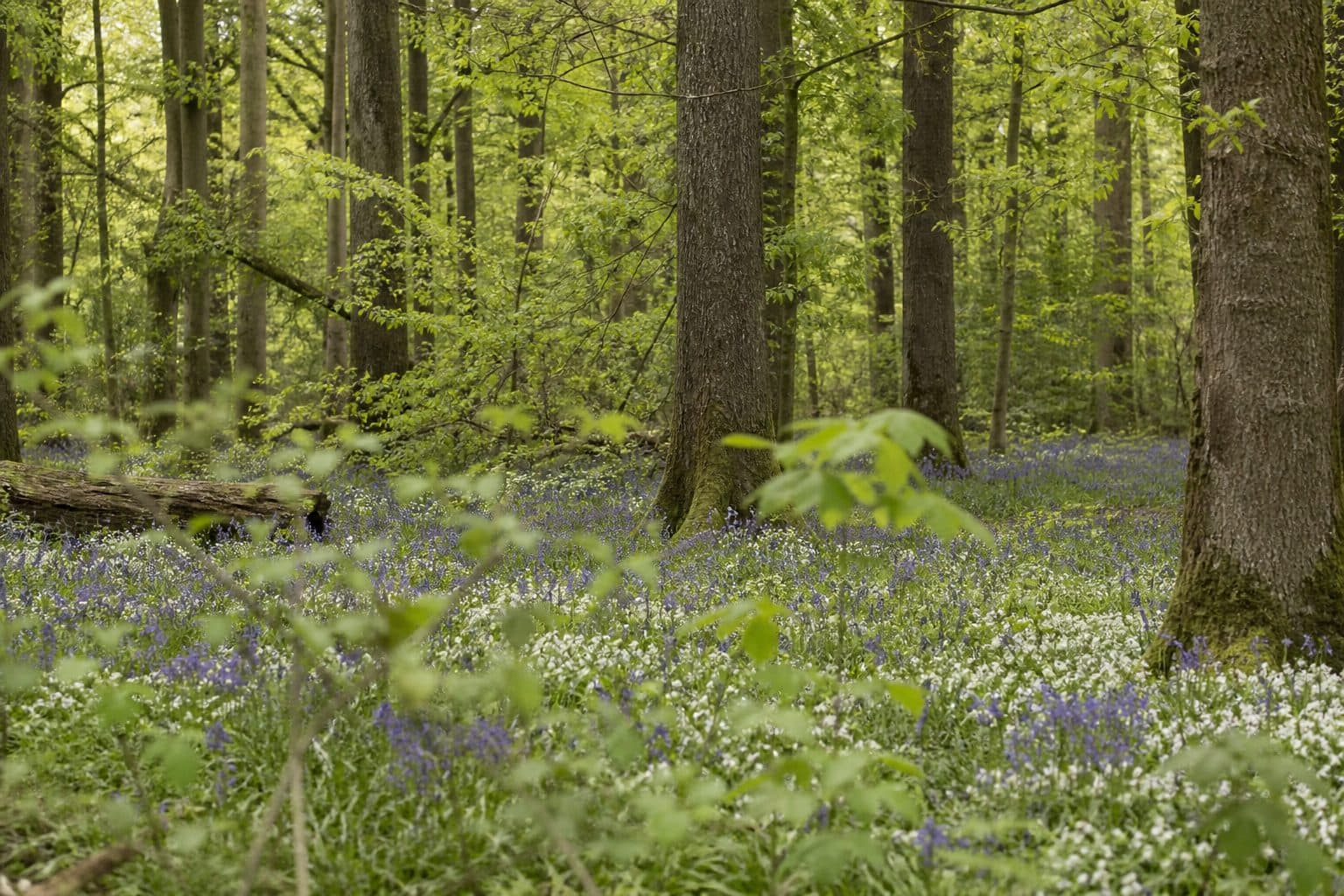 Native English broadleaf woodland with bluebells in late spring