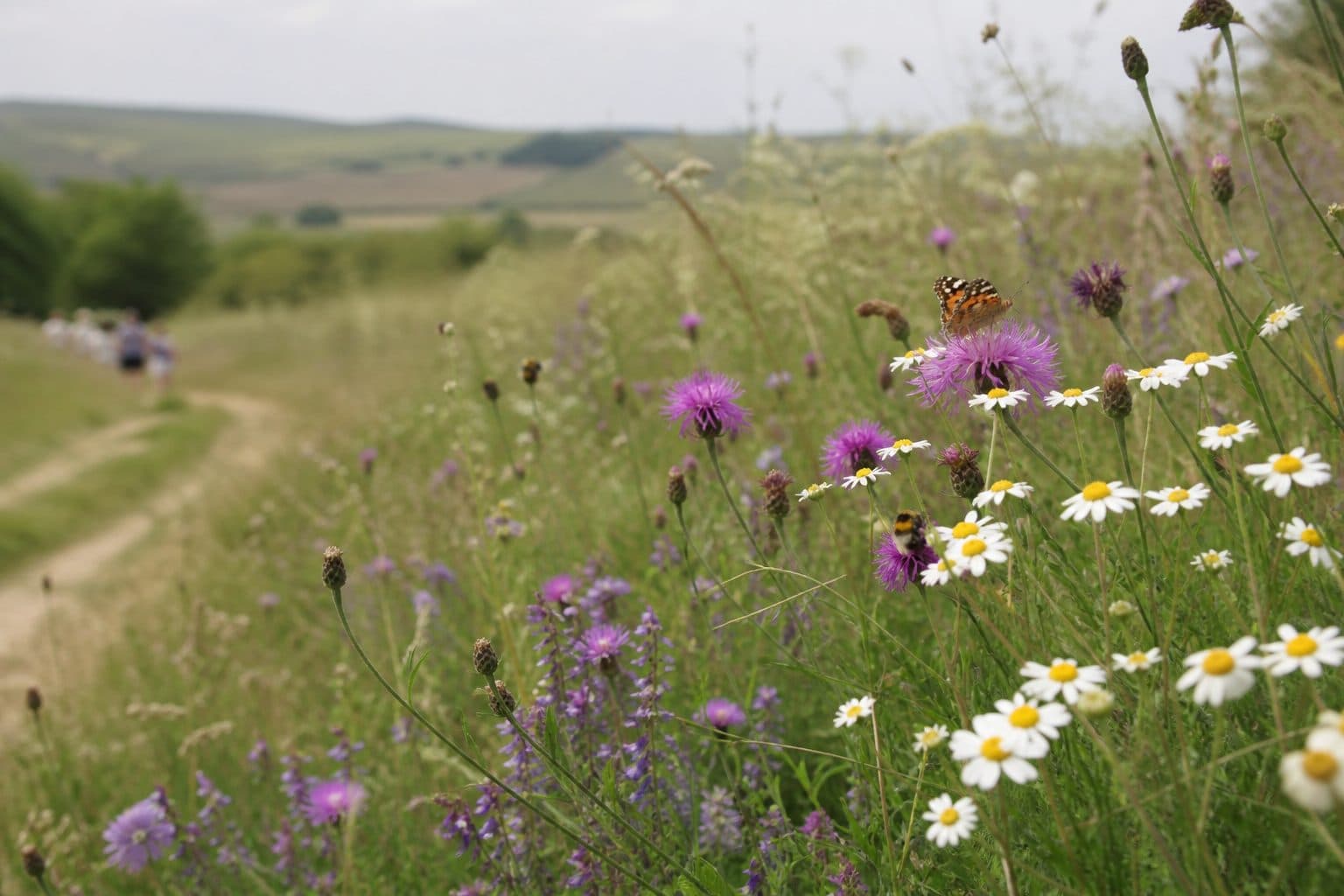 Knapweed and oxeye daisies with a butterfly and bees on Dorset downland