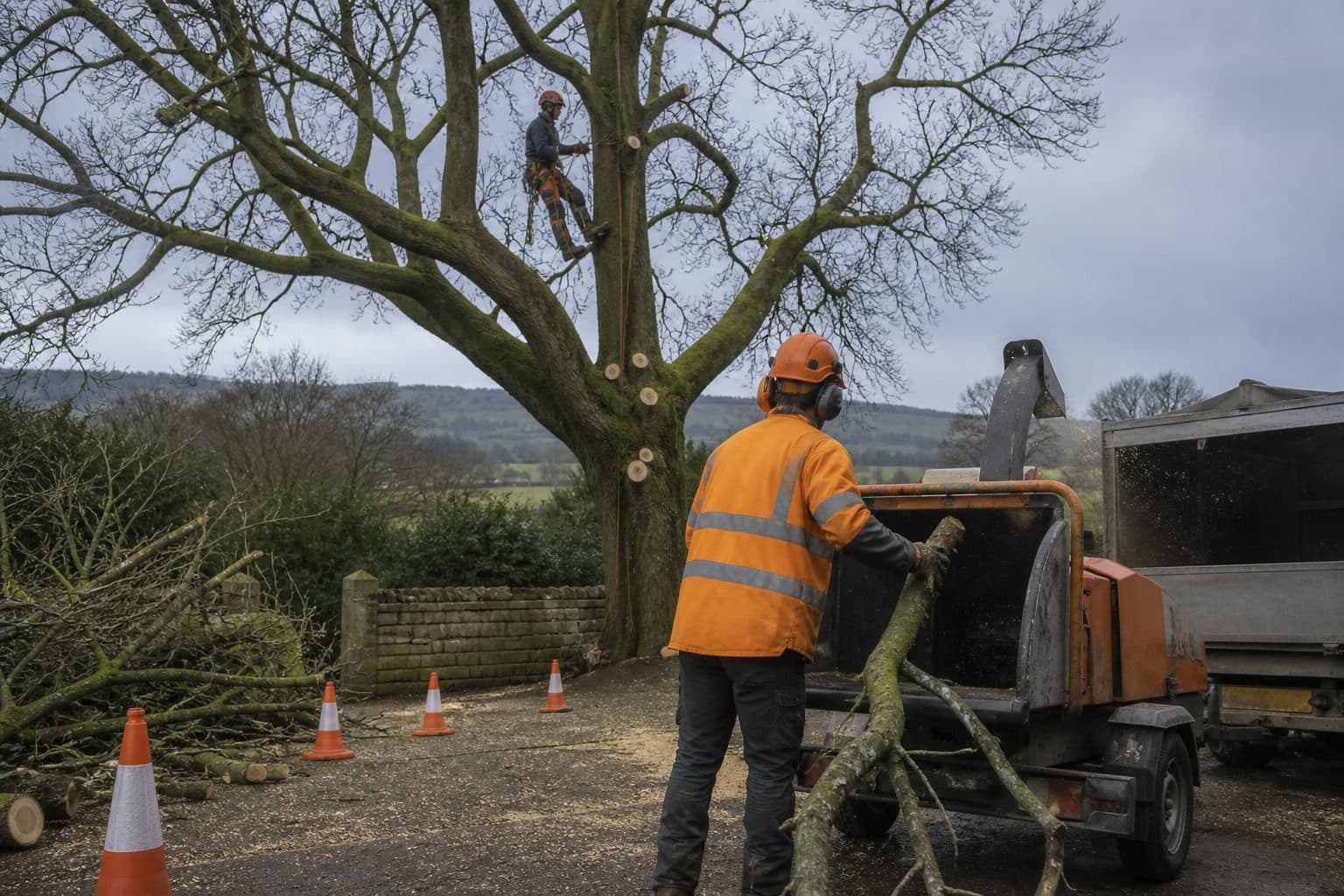A tree surgery crew working safely with ropes, helmets and a woodchipper