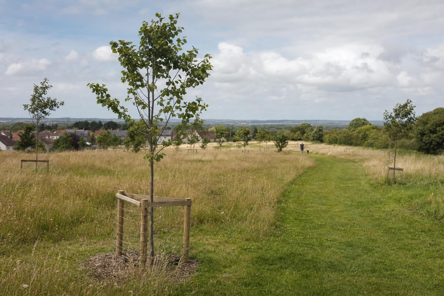 A new greenspace with mown paths through long grass and young trees