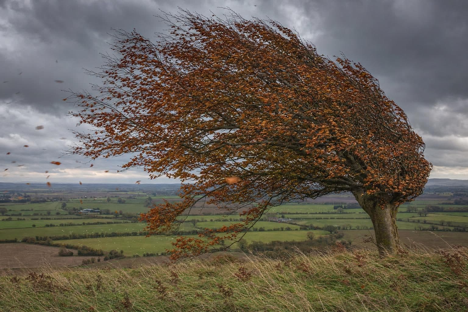 A mature beech bending in an autumn gale under a dark sky