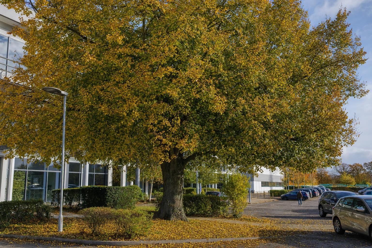 A large mature lime tree beside an office building and car park in autumn