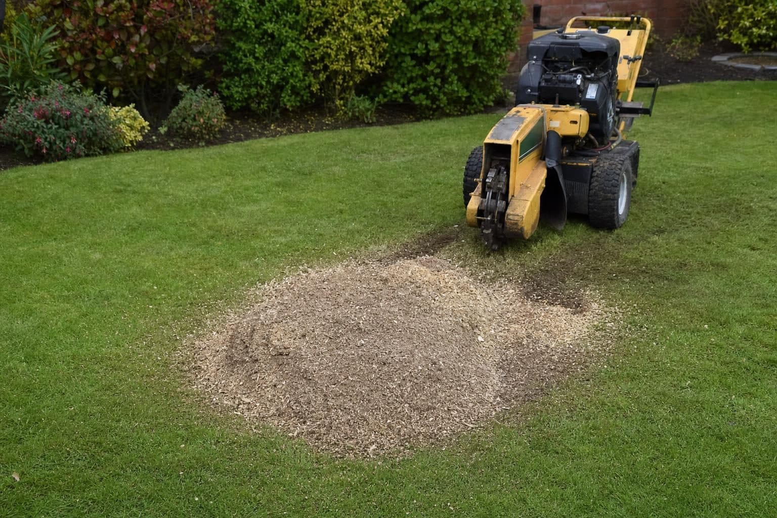 A freshly ground tree stump reduced to wood chippings in a lawn