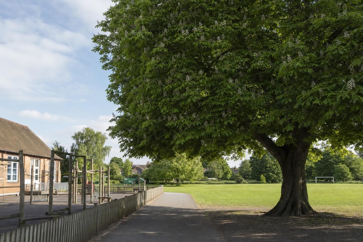 A large horse chestnut beside a school playground and playing field