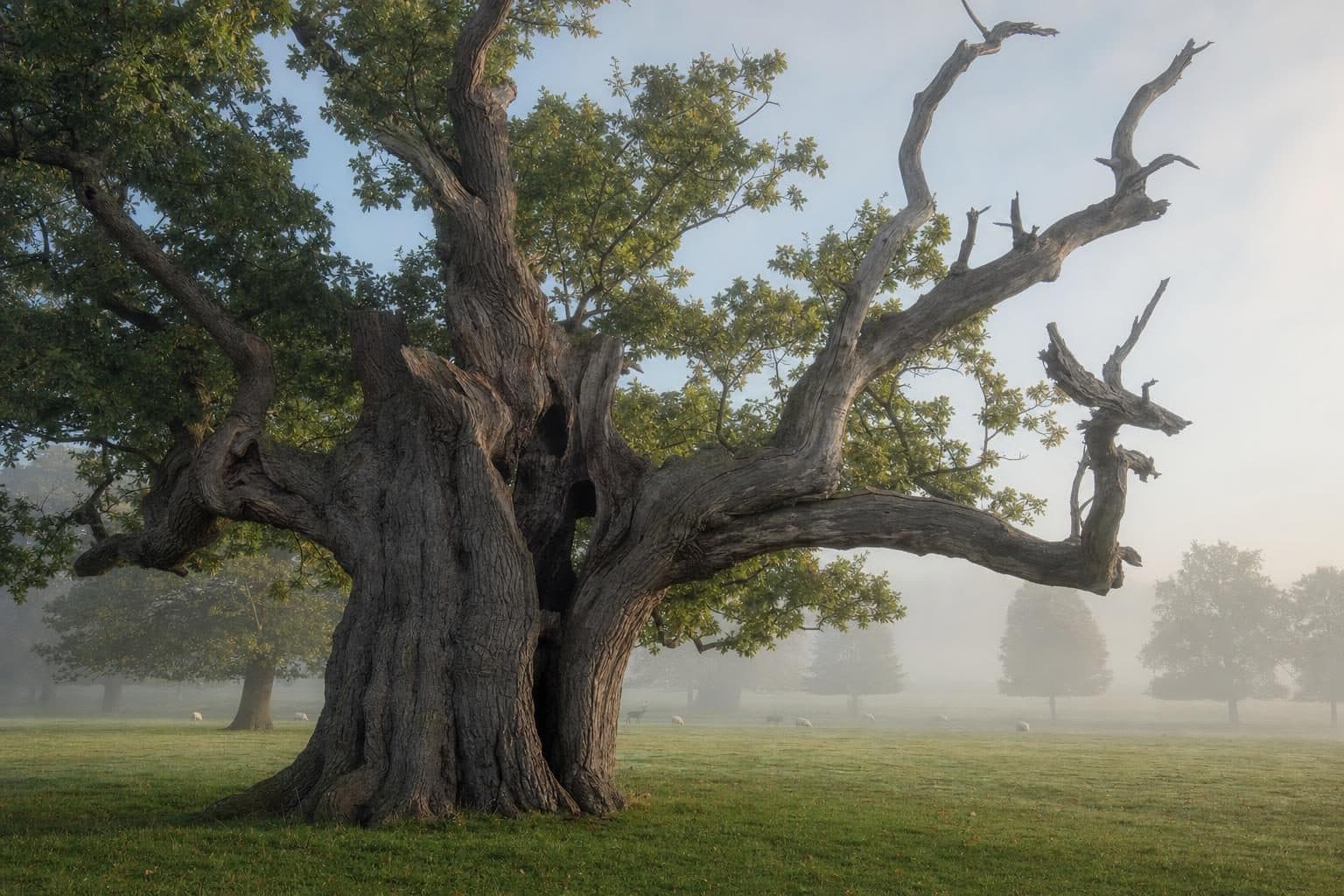 An ancient hollow veteran oak in estate parkland in morning mist