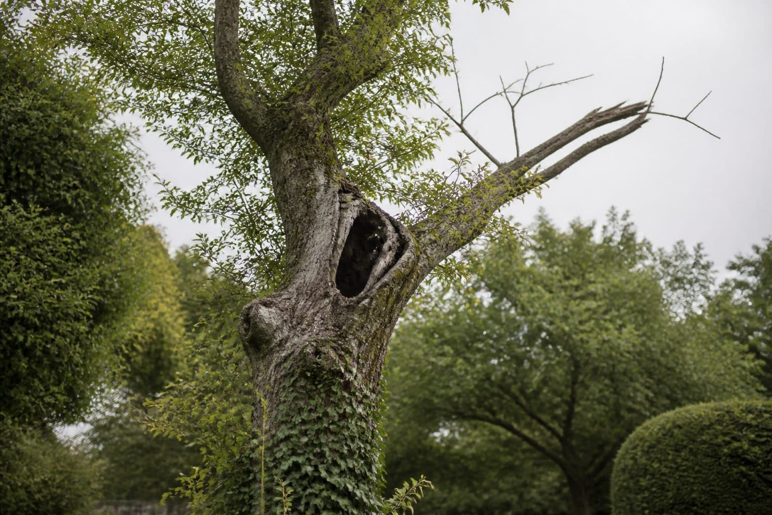 A mature garden tree with a dead limb and hollow trunk cavity