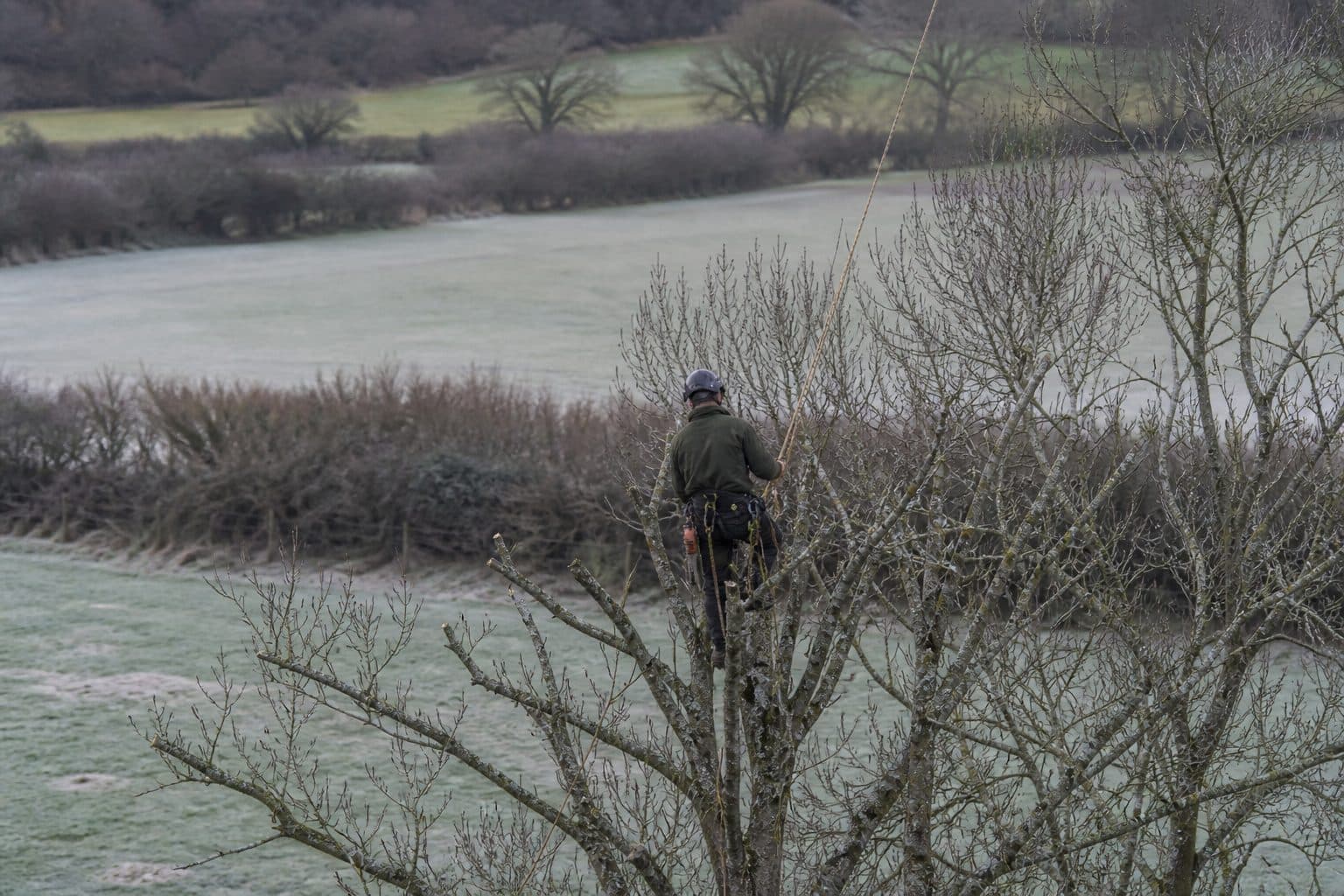 A tree surgeon pruning the bare crown of a deciduous tree in winter