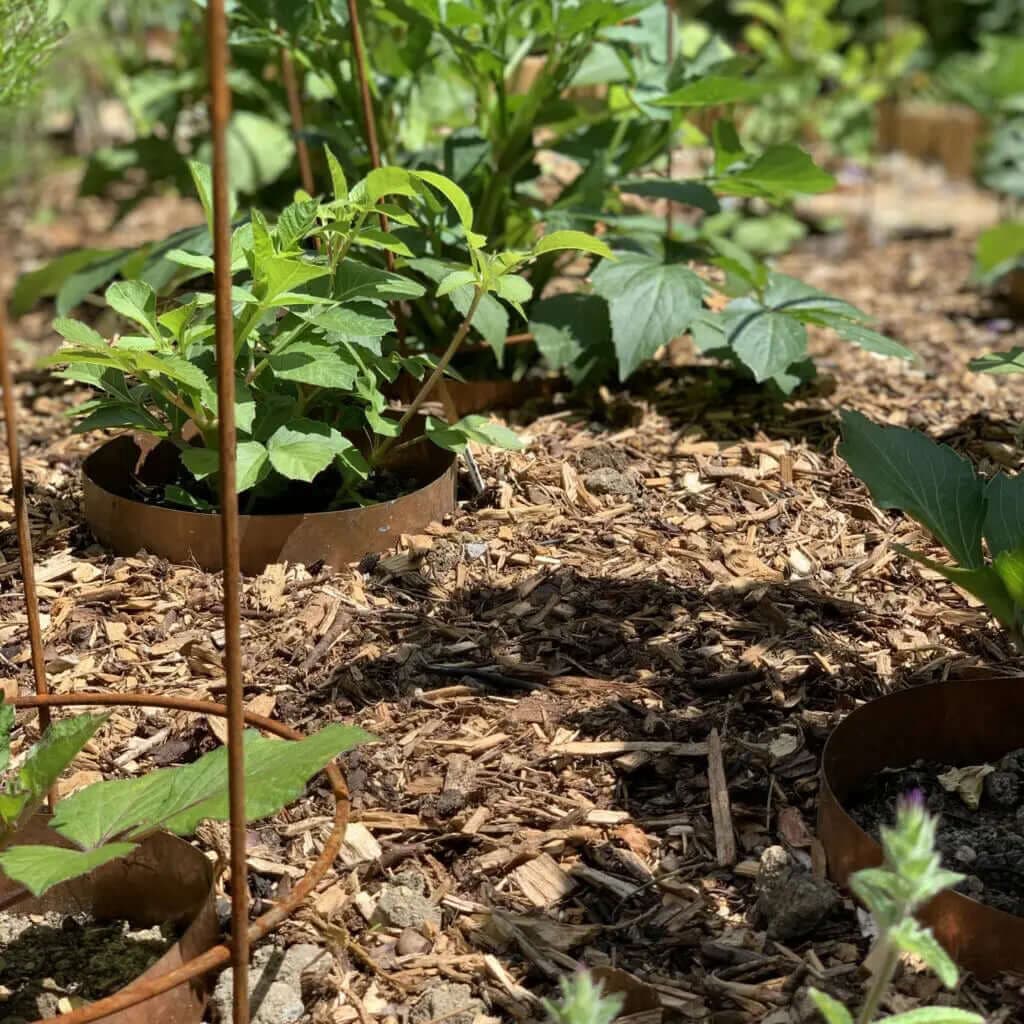 Wood chip mulch
