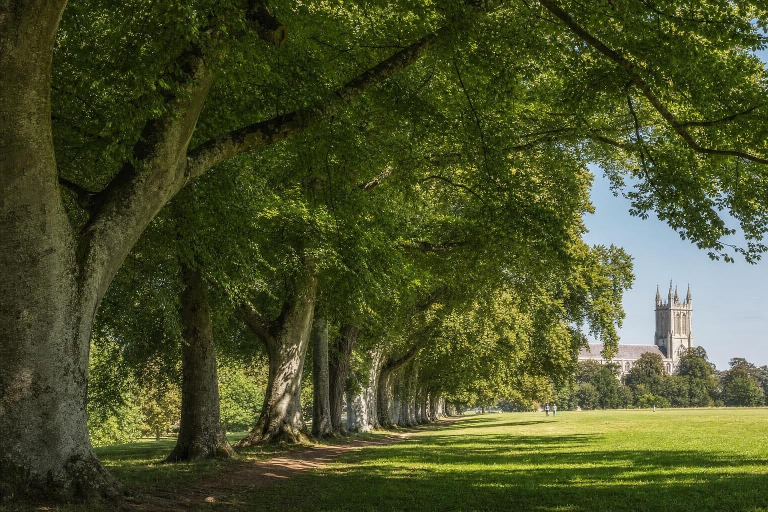 Wimborne Minster, Dorset — tree surgery and land management by Heartwood