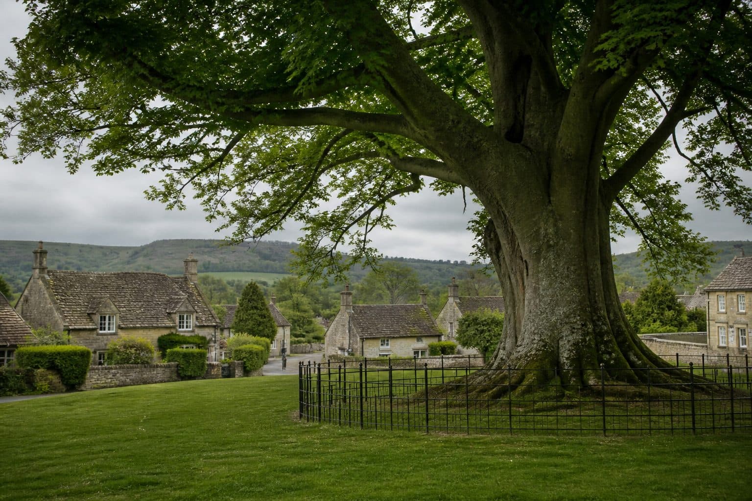 A protected mature beech on a village green in a conservation area
