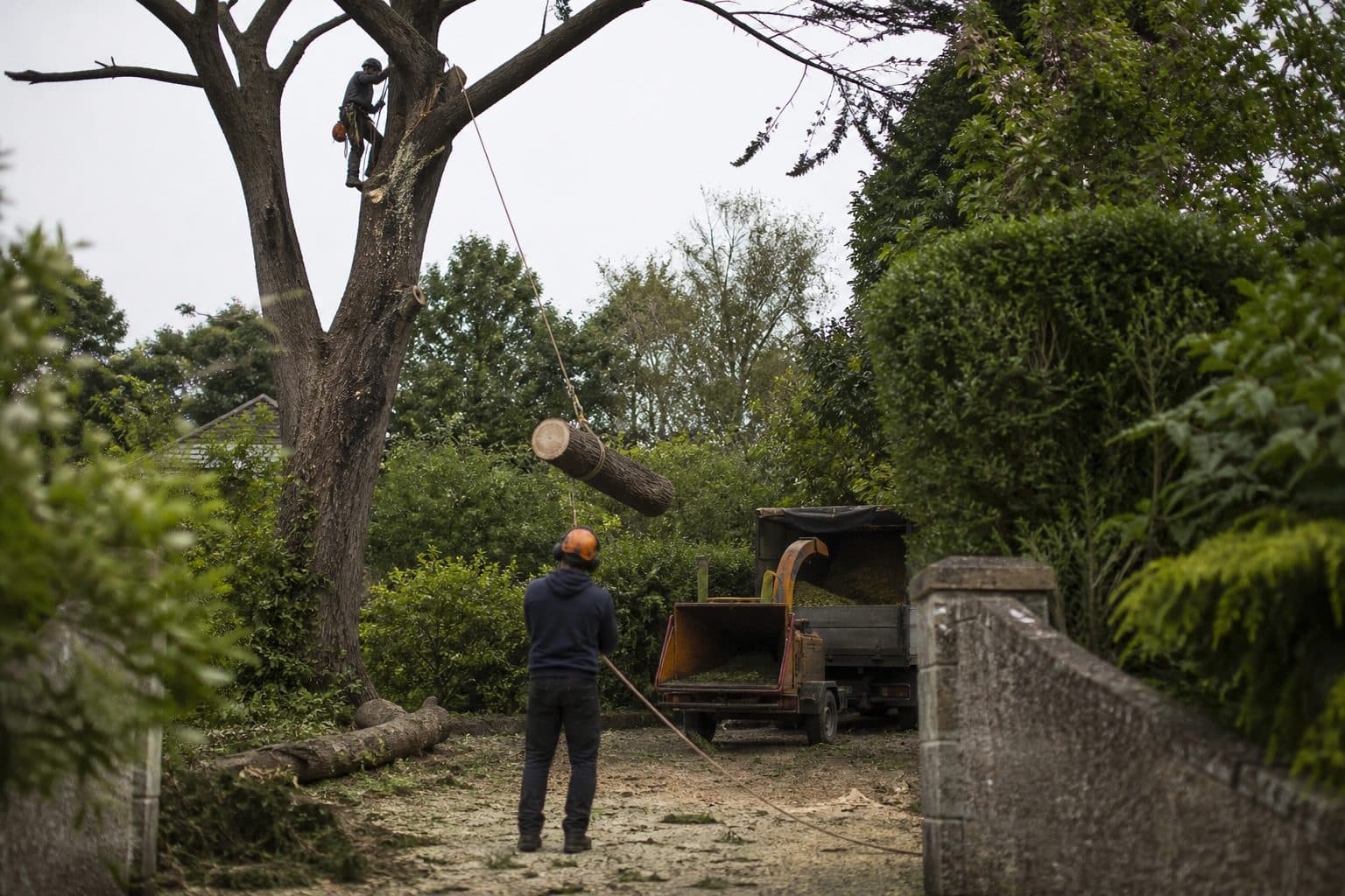 A mature tree being sectionally dismantled in a Dorset garden