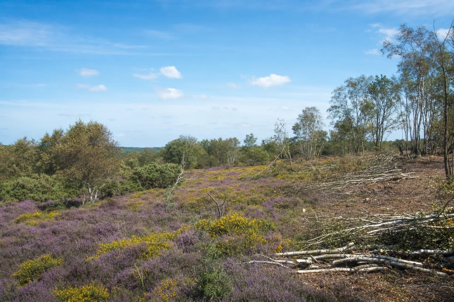 Heathland Restoration