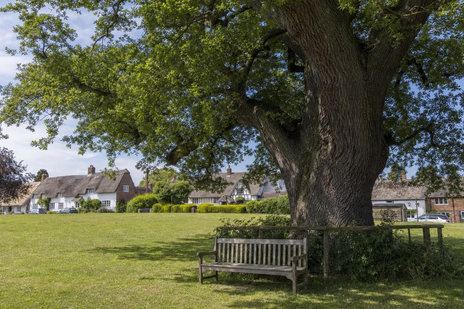 Tree Preservation Orders (TPOs) in Swanage by Heartwood Tree Management
