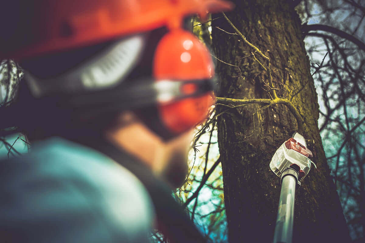 Commercial tree surgery team working on a contract site in Dorset