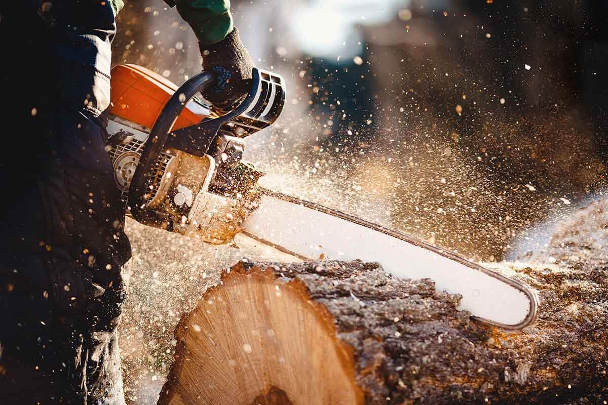 Tree work ahead of storm season in Dorset