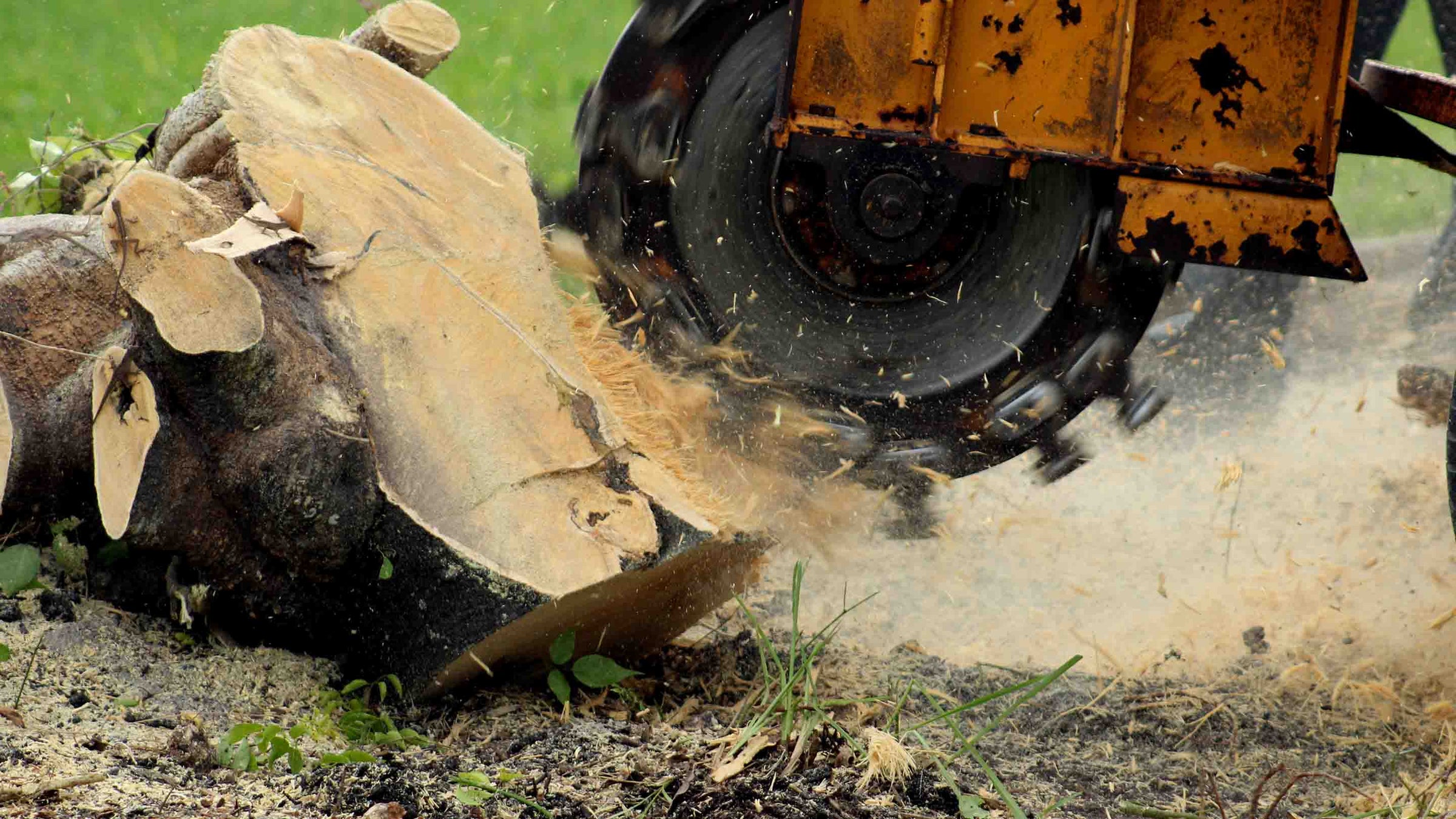 Stump grinding machine removing a tree stump in Dorset