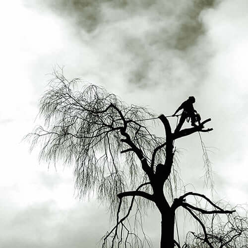 Professional crown reduction by a climbing arborist