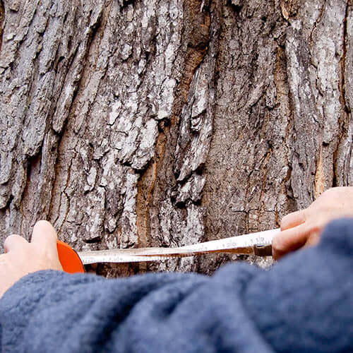 Arboricultural survey of trees on a development site